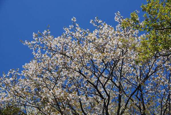 (3125)高通山の桜