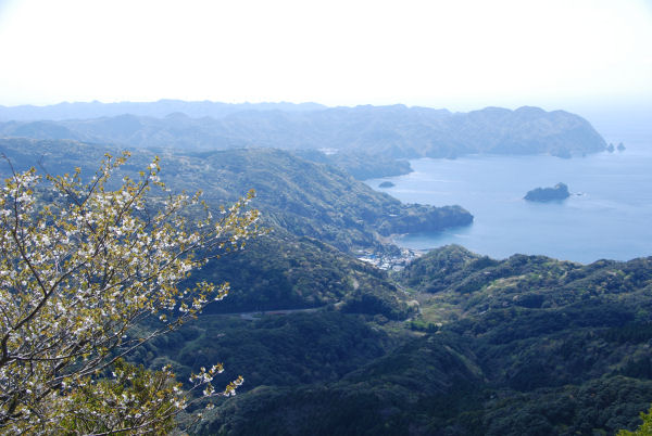 (3126)高通山の桜