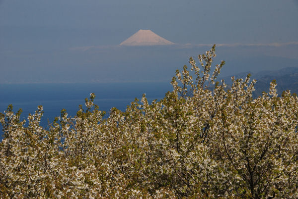 (3131)高通山の桜