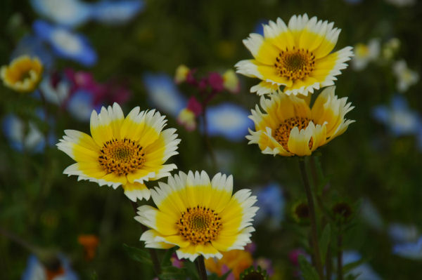 (3135)田んぼをつかった花畑