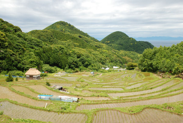 (3147)棚田