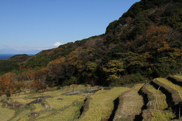 (3243)石部の棚田