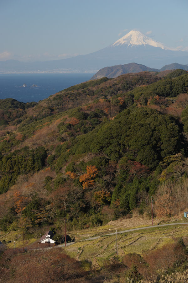 (3259)棚田からの富士山