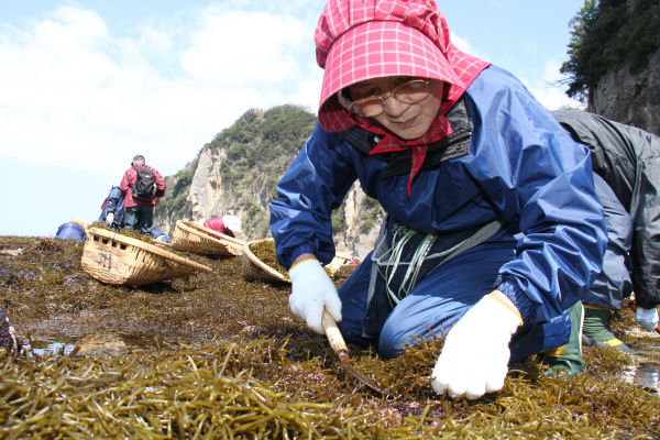 (3278)ひじき狩り（岩地地区）