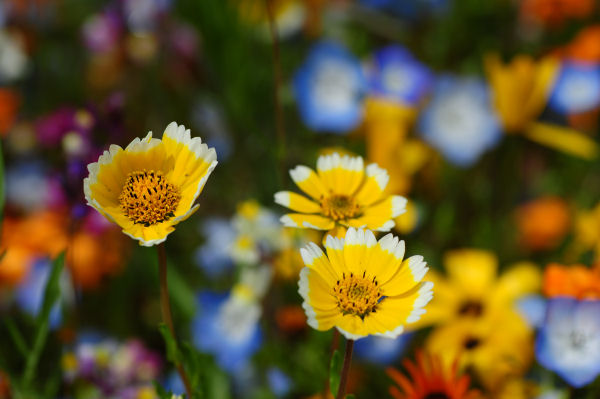 (3281)田んぼをつかった花畑