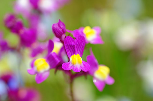 (3282)田んぼをつかった花畑