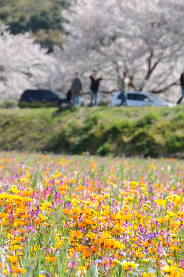 (3284)田んぼをつかった花畑