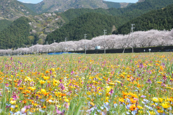 (3285)田んぼをつかった花畑