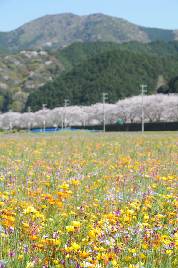 (3286)田んぼをつかった花畑