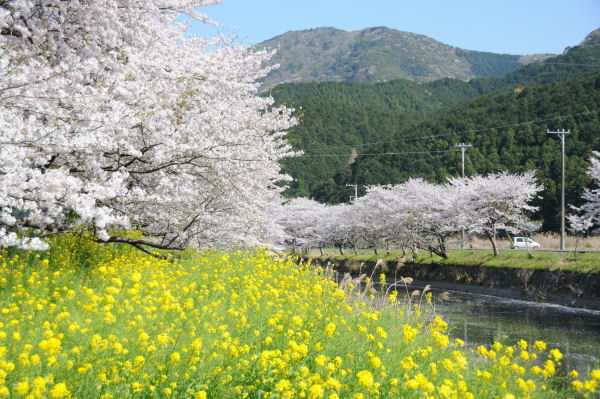 (3288)桜と菜の花