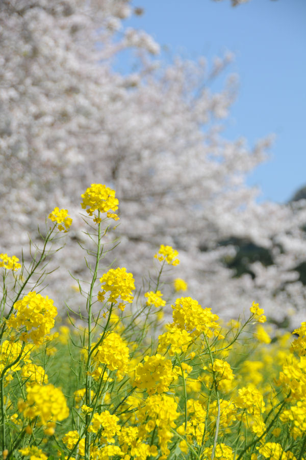 (3289)桜と菜の花