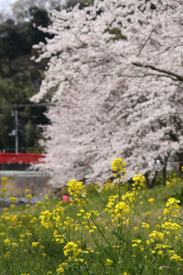 (3290)桜と菜の花