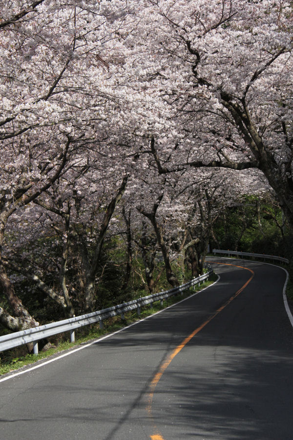 (3291)室岩洞の桜