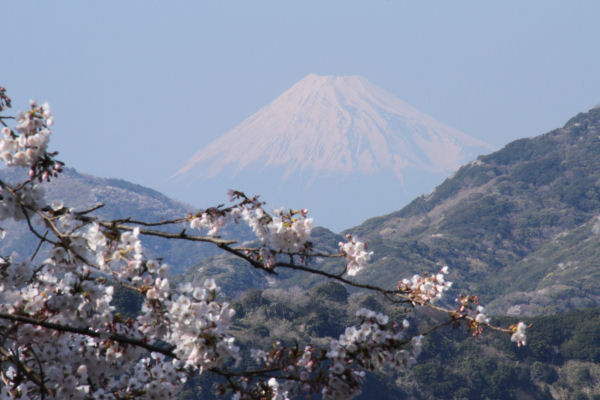 (3292)室岩洞の桜