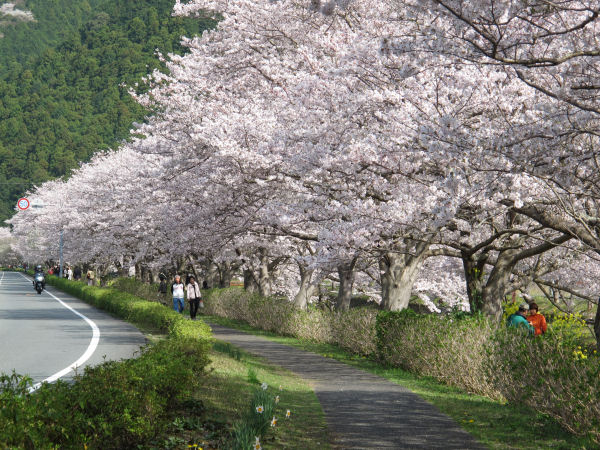 (3293)那賀川堤の桜