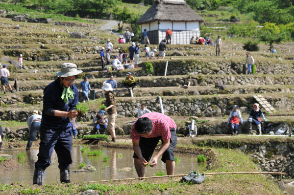 (3303)石部の棚田田植え祭