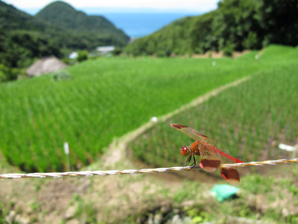 (3318)石部の棚田