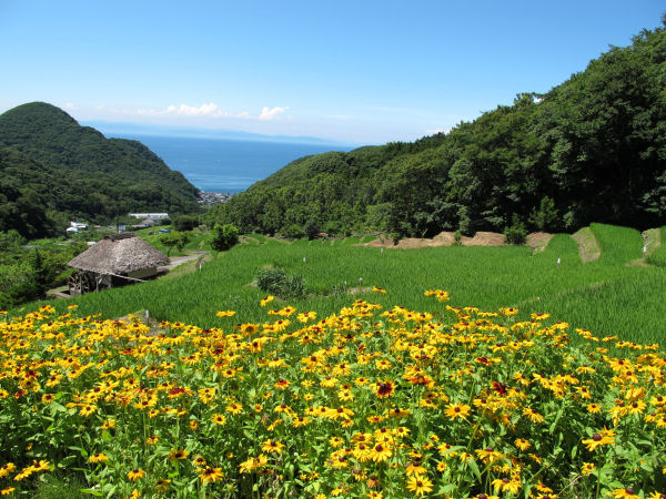 (3319)石部の棚田