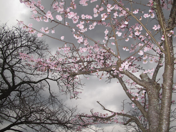 (3386)曇り空と桜