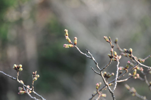 (3387)桜のつぼみ