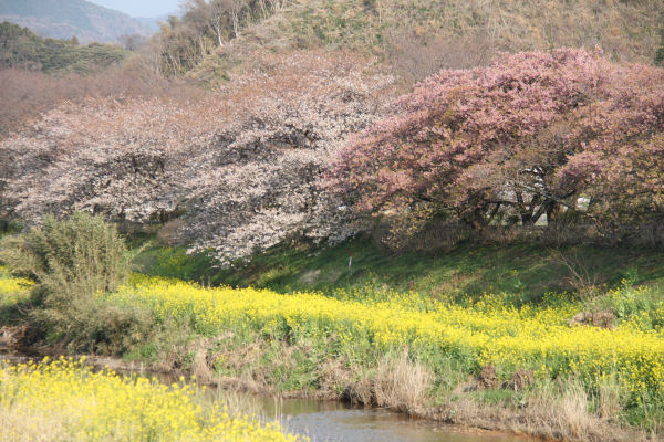 (3388)桜と菜の花