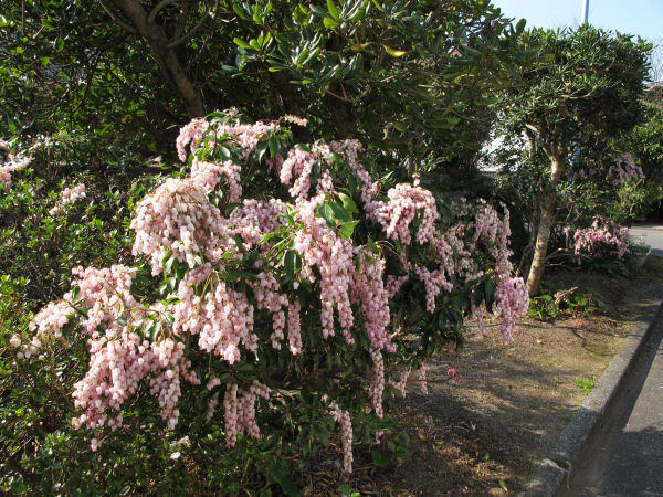 (3389)アセビの花