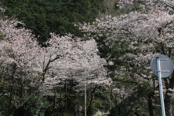 (3391)室岩洞付近の桜