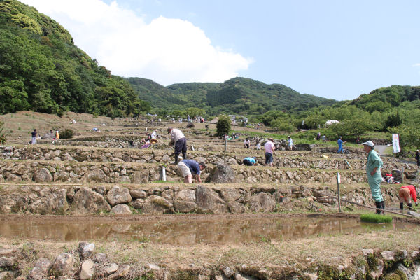 (3396)石部棚田の田植え