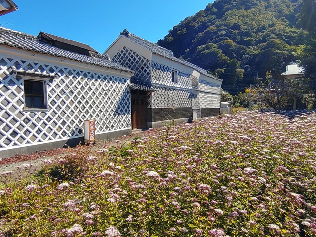 フジバカマ花園