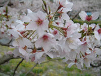 大沢温泉は満開です
