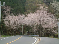 室岩洞は満開です
