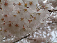 那賀バイパスは満開です