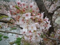 大沢温泉は満開です