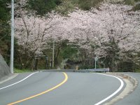 室岩洞は満開です