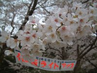 那賀バイパスは満開です