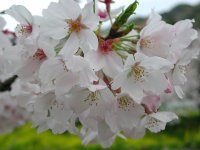 大沢温泉は今日も満開です