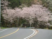 室岩洞付近は今日も満開です