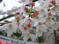 那賀バイパスは今日も満開です