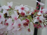 大沢桜は散り始めです