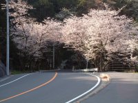 室岩洞は散り始めです