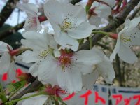 那賀バイパスは散り始めです