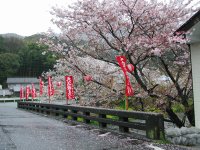 大沢温泉の桜は、散り始めています。