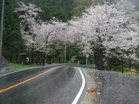 室岩道の桜は、散り始めています。