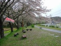 那賀バイパスの桜は、散り始めています。