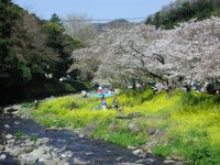 大沢温泉は散り始め