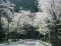 室岩洞は散り始め