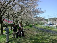 那賀バイパスは散り始め