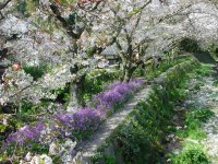 大沢温泉は落花さかんです