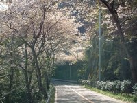 室岩洞は落花さかんです