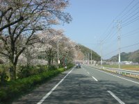 那賀バイパス”落花さかん”